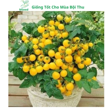 Hạt giống cà chua bi lùn đỏ vàng đen, socola F1 chịu nhiệt - MSeed 12.155đ