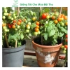 Hạt giống cà chua bi lùn đỏ vàng đen, socola F1 chịu nhiệt - MSeed 12.155đ 9