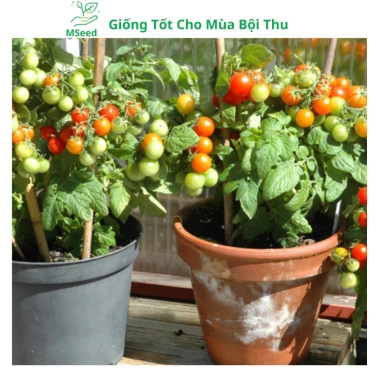 Hạt giống cà chua bi lùn đỏ vàng đen, socola F1 chịu nhiệt - MSeed 12.155đ