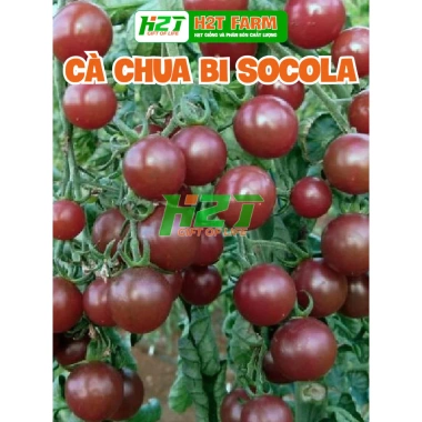 Hạt giống cà chua cherry đen Socola – Giá chỉ 12.000đ, năng suất cao, trồng dễ dàng, giá rẻ tại Thế Giới Hạt Giống 2 Hạt giống cà chua cherry đen Socola – Giá chỉ 12.000đ, năng suất cao, trồng dễ dàng, giá rẻ tại Thế Giới Hạt Giống 2