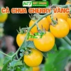 Hạt giống Cà Chua Cherry Ngọt Vàng - Giá 13.860đ Giảm giá so với 18.018đ hatgiongnhapkhau
