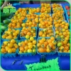 Hạt giống Cà Chua Cherry Ngọt Vàng - Giá 13.860đ Giảm giá so với 18.018đ hatgiongnhapkhau 5