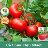 Hạt giống cà chua chịu nhiệt giá 15.000đ năng suất cao kháng bệnh trồng quanh năm