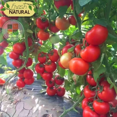 Hạt giống cà chua chịu nhiệt giá 15.000đ năng suất cao kháng bệnh trồng quanh năm 3 Hạt giống cà chua chịu nhiệt giá 15.000đ năng suất cao kháng bệnh trồng quanh năm 3
