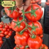 Hạt giống cà chua chịu nhiệt giá 15.000đ năng suất cao kháng bệnh trồng quanh năm 5