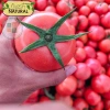 Hạt giống cà chua chịu nhiệt giá 15.000đ năng suất cao kháng bệnh trồng quanh năm 8