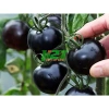 Hạt giống Cà Chua Đen Lai Nảy Mầm Tốt - Năng Suất Cao, Giá Chỉ 13.583₫