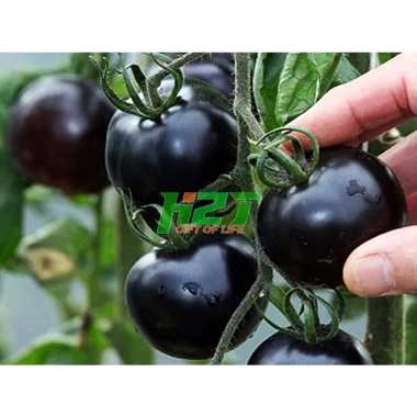 Hạt giống Cà Chua Đen Lai Nảy Mầm Tốt - Năng Suất Cao, Giá Chỉ 13.583₫