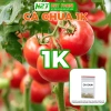 Hạt Giống Cà Chua Nhập Khẩu Giá Siêu Ưu Đãi 15.000 VNĐ - Năng Suất Cao, Độ Bền Vững 2