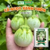 Hạt giống cà ngọt xanh tròn trái sai dễ trồng, kháng bệnh, quanh năm, chỉ 16.000₫