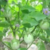 Hạt giống cà ngọt xanh tròn trái sai dễ trồng, kháng bệnh, quanh năm, chỉ 16.000₫ 2