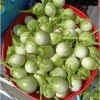 Hạt giống cà ngọt xanh tròn trái sai dễ trồng, kháng bệnh, quanh năm, chỉ 16.000₫ 5