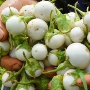 Hạt Giống Cà Pháo Trắng - Giá 8.596 VNĐ (Giảm từ 10.659) | thegioihatgiong 3 Hạt Giống Cà Pháo Trắng - Giá 8.596 VNĐ (Giảm từ 10.659) | thegioihatgiong 3
