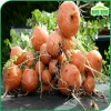 Hạt giống cà rốt tròn dễ chăm sóc, trồng quanh năm - Giá 14.000đ Thegioihatgiong 4