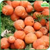 Hạt giống cà rốt tròn dễ chăm sóc, trồng quanh năm - Giá 14.000đ Thegioihatgiong 5