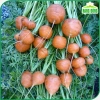 Hạt giống cà rốt tròn dễ chăm sóc, trồng quanh năm - Giá 14.000đ Thegioihatgiong 6