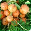Hạt giống cà rốt tròn dễ chăm sóc, trồng quanh năm - Giá 14.000đ Thegioihatgiong 7