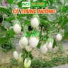 Hạt giống cà trứng ngỗng nhập khẩu - Giống mạnh, năng suất cao, giá 15.000₫