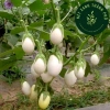 Hạt giống cà trứng ngỗng nhập khẩu - Giống mạnh, năng suất cao, giá 15.000₫ 2