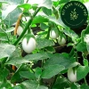 Hạt giống cà trứng ngỗng nhập khẩu - Giống mạnh, năng suất cao, giá 15.000₫ 3