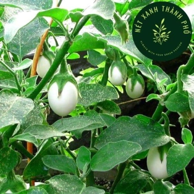 Hạt giống cà trứng ngỗng nhập khẩu - Giống mạnh, năng suất cao, giá 15.000₫ 3