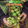 Hạt Giống Cải Bắp Tí Hon hatgiongnhapkhau - Năng suất cao, giá chỉ 13.860 VND