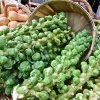 Hạt Giống Cải Bắp Tí Hon hatgiongnhapkhau - Năng suất cao, giá chỉ 13.860 VND 3
