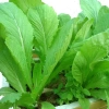Hạt Giống Cải Bẹ Xanh Mỡ Dễ Trồng - Năng Suất Cao, Giá 15.000đ | thegioihatgiong 2