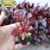 Hạt giống cải bó xôi đỏ hatgiongnhapkhau - giá chỉ 17.860₫, trồng rau xanh nhanh 3