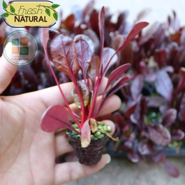 Hạt giống cải bó xôi đỏ hatgiongnhapkhau - giá chỉ 17.860₫, trồng rau xanh nhanh