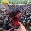 Hạt giống cải bó xôi đỏ hatgiongnhapkhau - giá chỉ 17.860₫, trồng rau xanh nhanh 6
