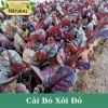 Hạt giống cải bó xôi đỏ hatgiongnhapkhau - giá chỉ 17.860₫, trồng rau xanh nhanh 8