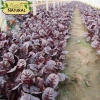 Hạt giống cải bó xôi đỏ hatgiongnhapkhau - giá chỉ 17.860₫, trồng rau xanh nhanh 9