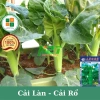 Hạt giống cải làn, cải rổ hoa trắng chịu nhiệt - Giá chỉ 13.860đ, ưu đãi đặc biệt