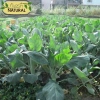 Hạt giống cải làn, cải rổ hoa trắng chịu nhiệt - Giá chỉ 13.860đ, ưu đãi đặc biệt 8
