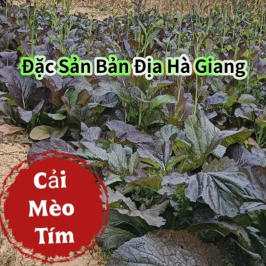 Hạt Giống Cải Mèo Tím Đặc Sản Bản Địa 5gr - Giá ưu đãi 16.000₫, tươi ngon, sinh trưởng nhanh