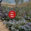 Hạt Giống Cải Mèo Tím Đặc Sản Bản Địa 5gr - Giá ưu đãi 16.000₫, tươi ngon, sinh trưởng nhanh 3