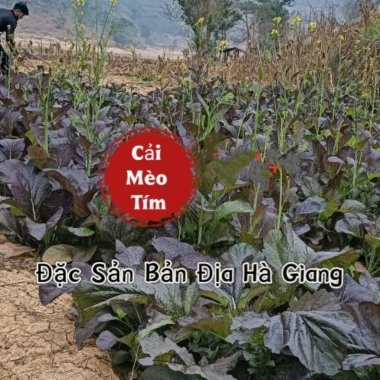 Hạt Giống Cải Mèo Tím Đặc Sản Bản Địa 5gr - Giá ưu đãi 16.000₫, tươi ngon, sinh trưởng nhanh