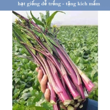 Hạt giống cải ngồng đỏ tím nhập khẩu giá rẻ 13.860đ chất lượng cao, thu hoạch tốt