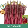 Hạt giống cải ngồng tím đỏ chịu nhiệt – Giàu dinh dưỡng, giá chỉ 19.900đ