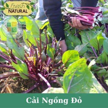 Hạt giống cải ngồng tím đỏ chịu nhiệt – Giàu dinh dưỡng, giá chỉ 19.900đ