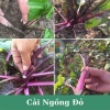 Hạt giống cải ngồng tím đỏ chịu nhiệt – Giàu dinh dưỡng, giá chỉ 19.900đ 5