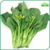 Hạt giống Cải Ngọt Bông (Cải Ngồng) trồng quanh năm - Giá ưu đãi 14.000 VNĐ 2