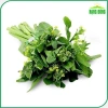 Hạt giống Cải Ngọt Bông (Cải Ngồng) trồng quanh năm - Giá ưu đãi 14.000 VNĐ 3