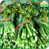 Hạt giống Cải Ngọt Bông (Cải Ngồng) trồng quanh năm - Giá ưu đãi 14.000 VNĐ 4