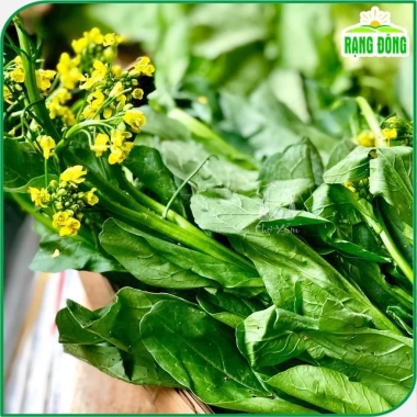 Hạt giống Cải Ngọt Bông (Cải Ngồng) trồng quanh năm - Giá ưu đãi 14.000 VNĐ 5 Hạt giống Cải Ngọt Bông (Cải Ngồng) trồng quanh năm - Giá ưu đãi 14.000 VNĐ 5