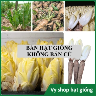 Hạt giống cải oro, rau diếp xoắn, đọt chuối, cải chicory - Giá 22.000 VND (trước 28.600 VND) - hatgiongnhapkhau