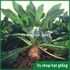 Hạt giống cải oro, rau diếp xoắn, đọt chuối, cải chicory - Giá 22.000 VND (trước 28.600 VND) - hatgiongnhapkhau 2