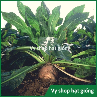 Hạt giống cải oro, rau diếp xoắn, đọt chuối, cải chicory - Giá 22.000 VND (trước 28.600 VND) - hatgiongnhapkhau 2