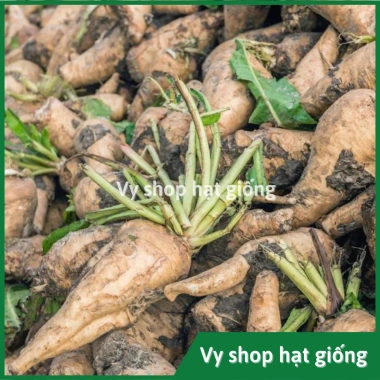 Hạt giống cải oro, rau diếp xoắn, đọt chuối, cải chicory - Giá 22.000 VND (trước 28.600 VND) - hatgiongnhapkhau 4